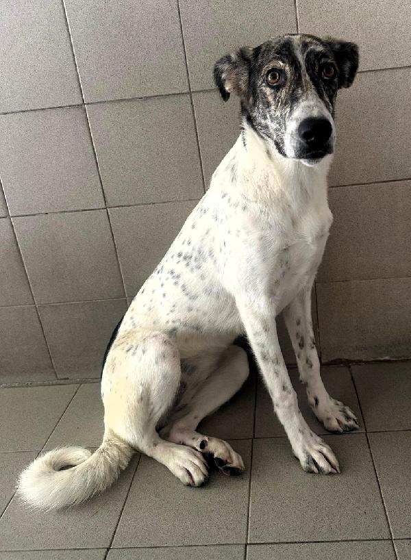 CLEO CAGNOLINA METICCIA Foto 3